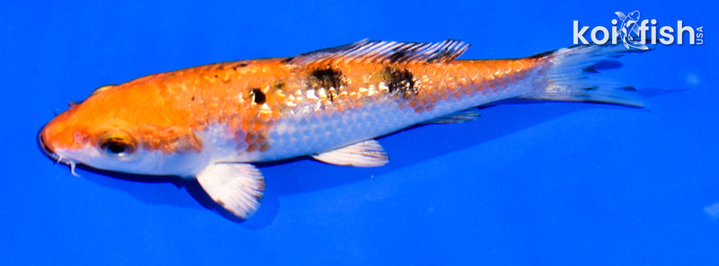 5.5' GINRIN YAMATO NISHIKI