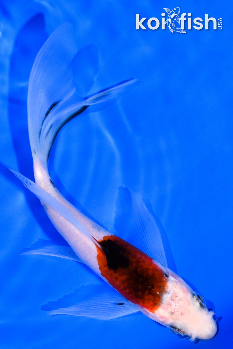 5.5" GOROMO BUTTERFLY