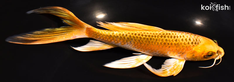 7.5" ORENJI MATSUBA BUTTERFLY