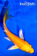 3.75" YAMABUKI OGON BUTTERFLY