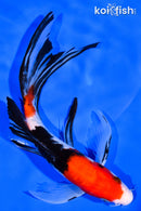 7.25" SANKE BUTTERFLY