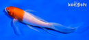 5.5" KOHAKU BUTTERFLY