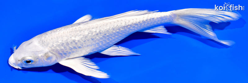 7.5" GINRIN PLATINUM OGON BUTTERFLY