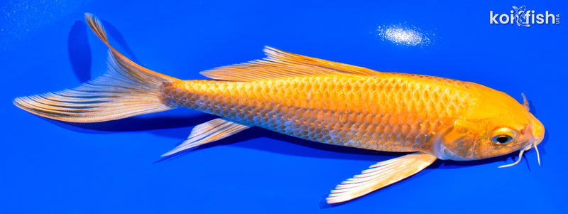 7" ORENJI OGON BUTTERFLY