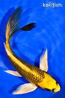 7" KI MATSUBA BUTTERFLY