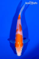 5" KOHAKU