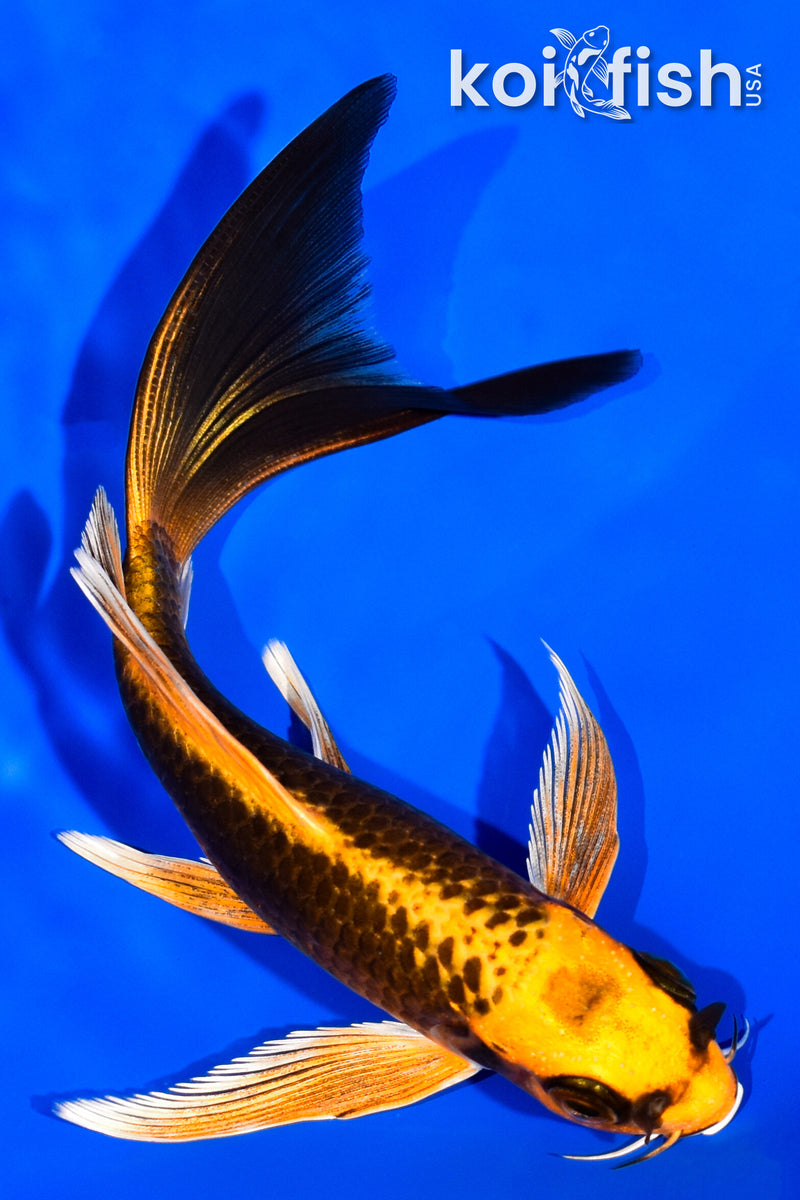 5.75" ORENJI MATSUBA BUTTERFLY