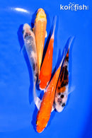 PACK OF (5) 3-4" MIXED STANDARD KOI