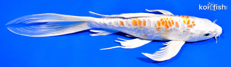 8.75" DOITSU HARIWAKE BUTTERFLY
