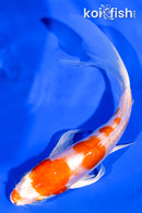 5.5" KIKUSUI BUTTERFLY