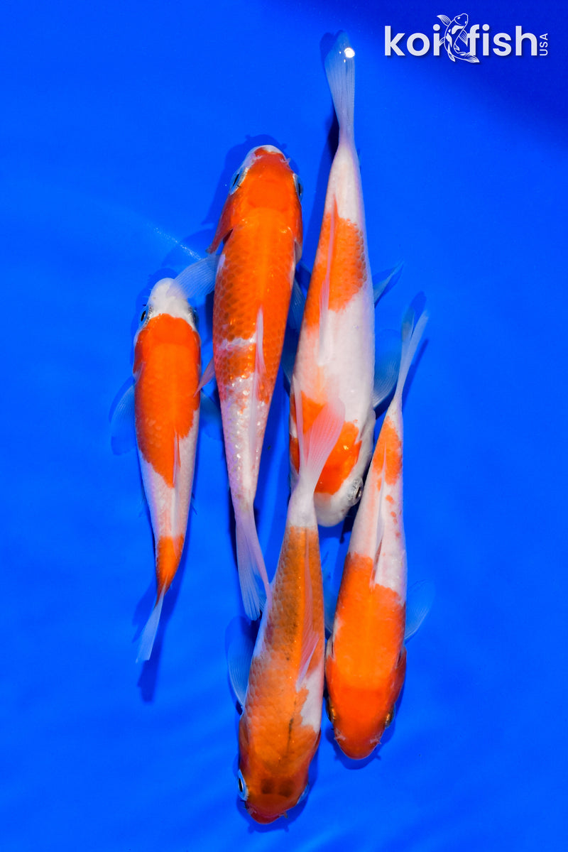 PACK OF (5) 3"- 4" STANDARD KOI