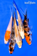 PACK OF (5) 3-4" MIXED STANDARD KOI