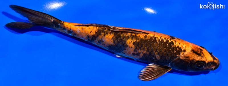 7.5" KIN HI UTSURI