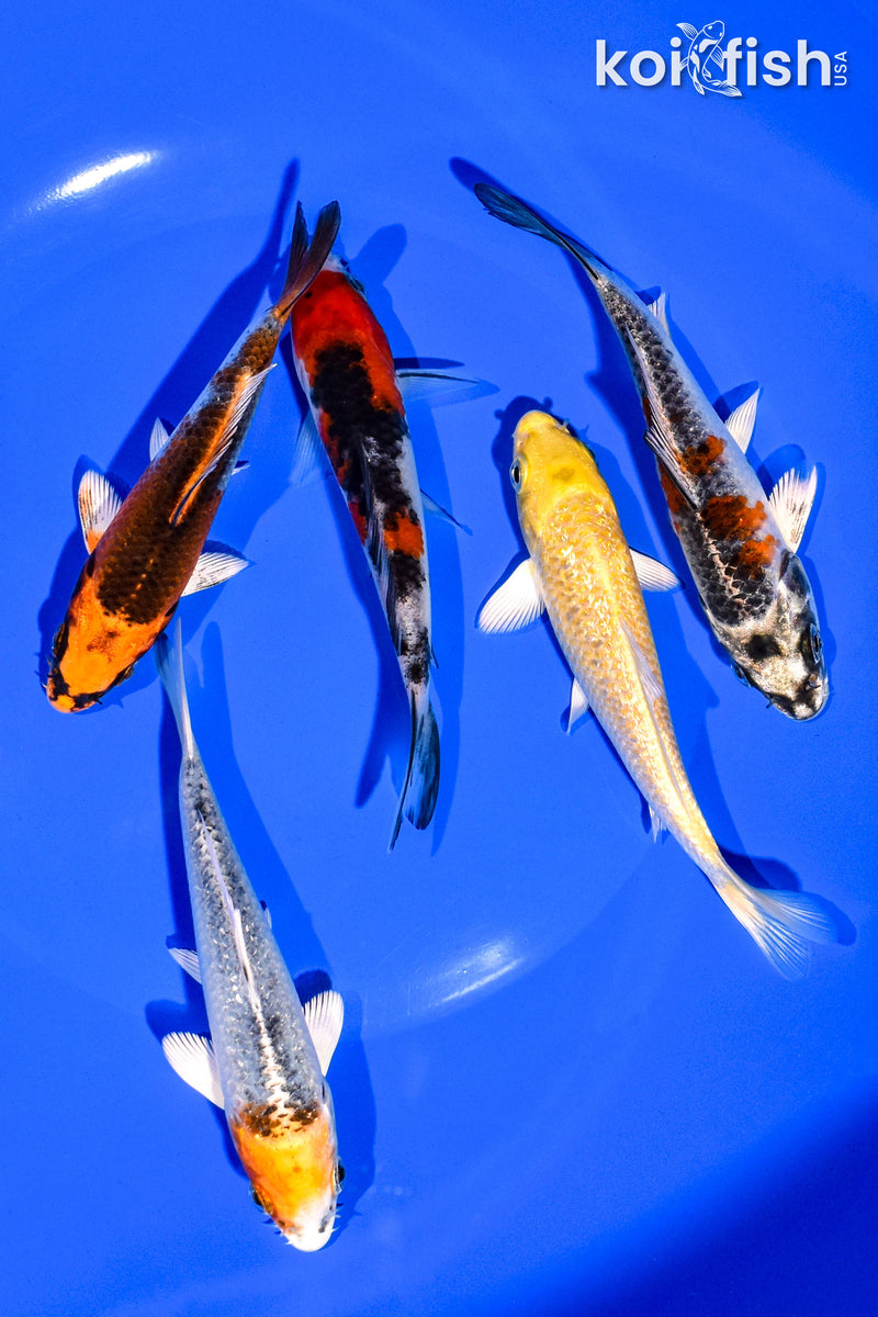 PACK OF (5) 4-5" STANDARD KOI