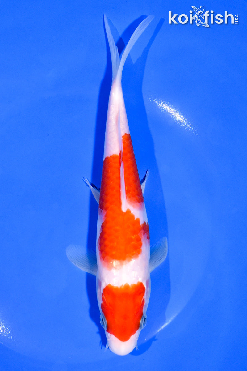 7.5" MARUTEN KOHAKU