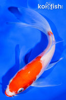 5.5" KUCHIBENI KOHAKU BUTTERFLY