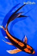 7.75" BENI KIKOKURYU BUTTERFLY