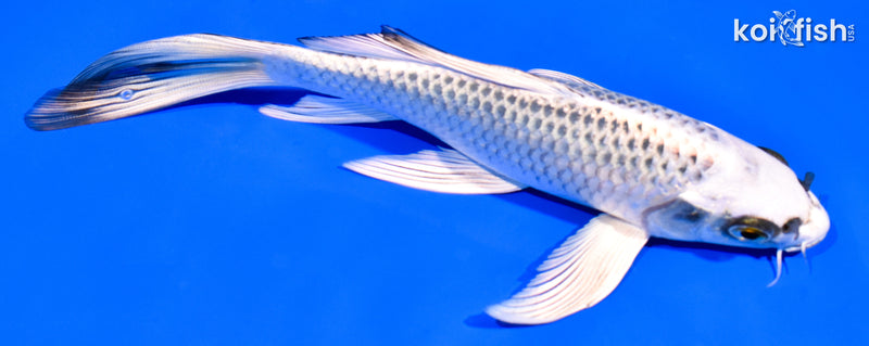 7.25" GIN MATSUBA BUTTERFLY