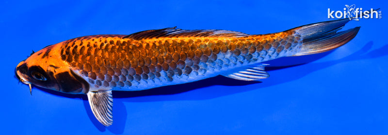 6.5" BENI GINGA