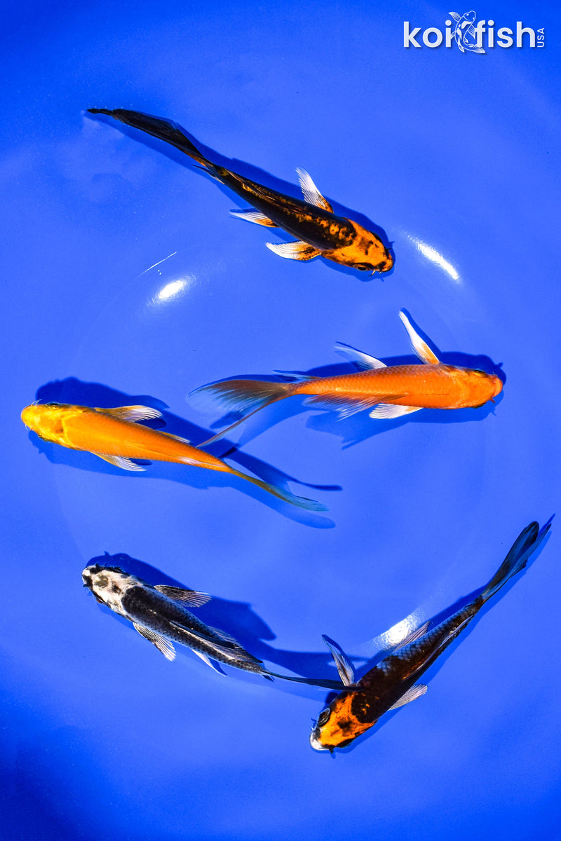 PACK OF (5) 4-5" BUTTERFLY KOI