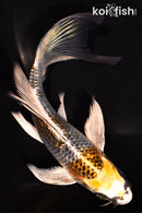 7" GINRIN KI GINGA BUTTERFLY