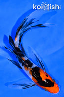 5.25" SANKE BUTTERFLY