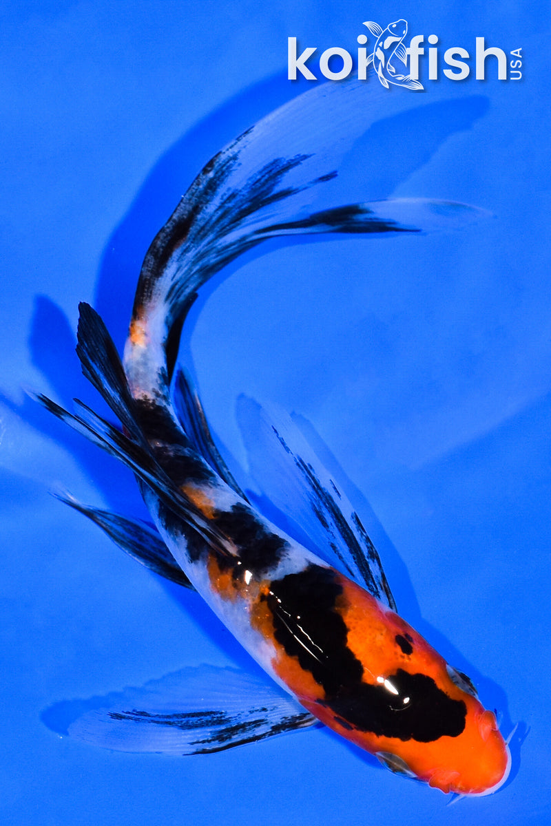 5.25" SANKE BUTTERFLY