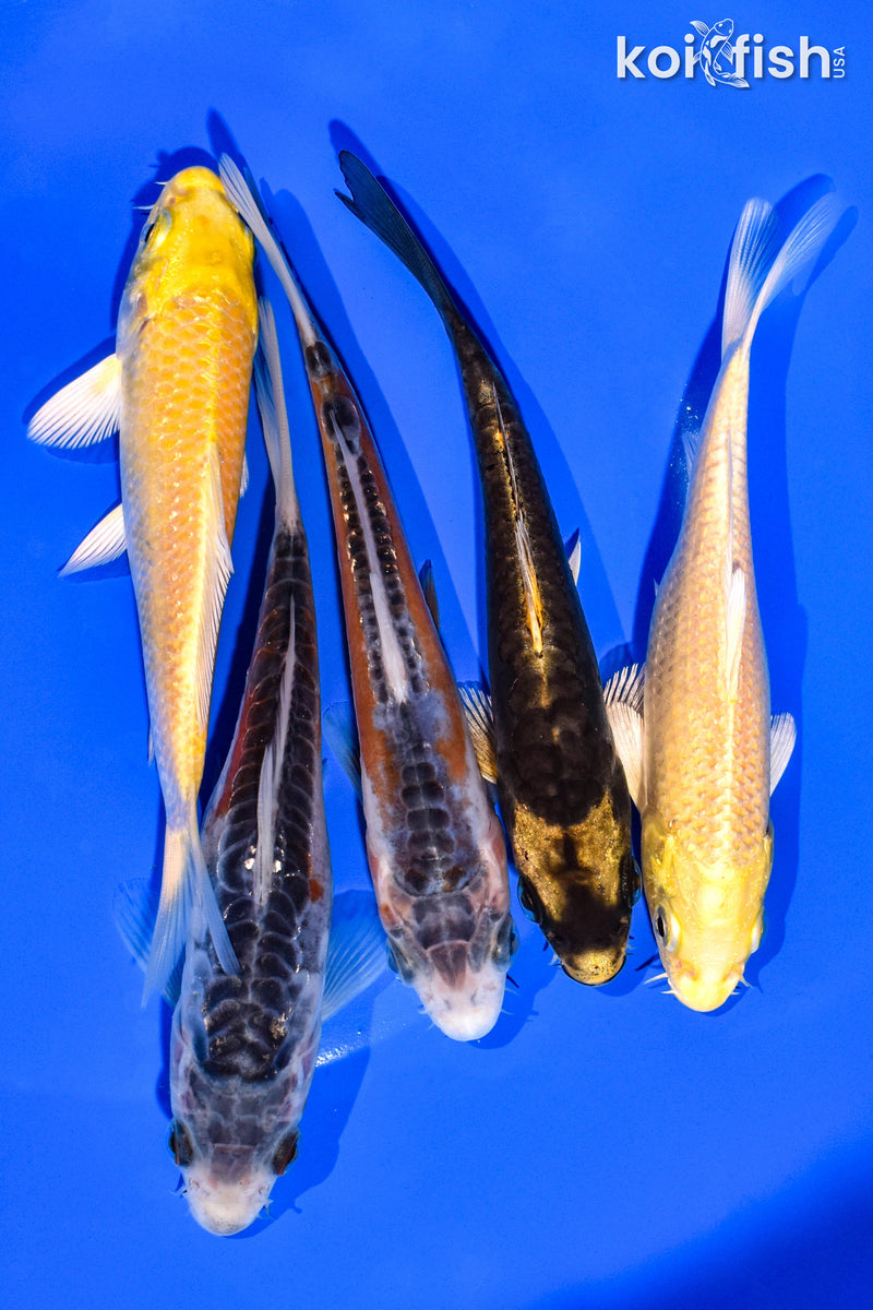 PACK OF (5) 4-5" STANDARD KOI