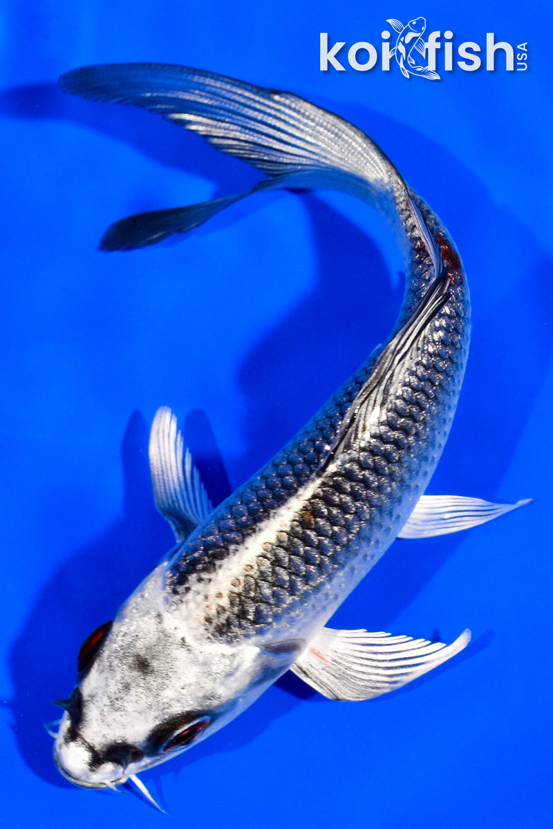 5.25" BENI GINGA BUTTERFLY