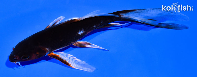 5.5" BENI MATSUKAWABAKE BUTTERFLY