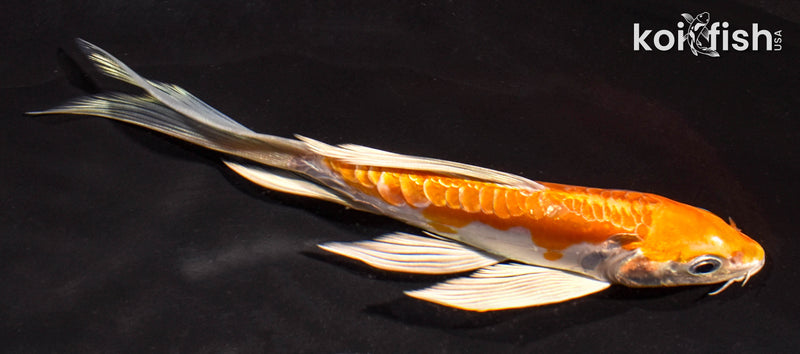 6" ARAGOKE KIKUSUI BUTTERFLY