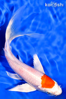 7.25" HARIWAKE BUTTERFLY