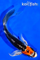 5.5" BENI KIKOKURYU BUTTERFLY