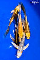 PACK OF (5) 5-6" BUTTERFLY KOI