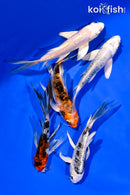 PACK OF (5) 4-5" BUTTERFLY KOI