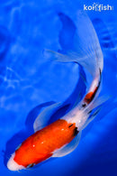 7.75" SANKE BUTTERFLY