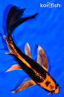 5.5" ORENJI MATSUBA BUTTERFLY