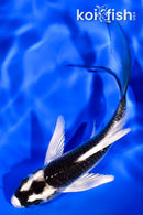 4.25" KABUTO BUTTERFLY