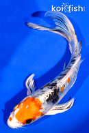 6" ARAGOKE HEISEI NSHIKI BUTTERFLY