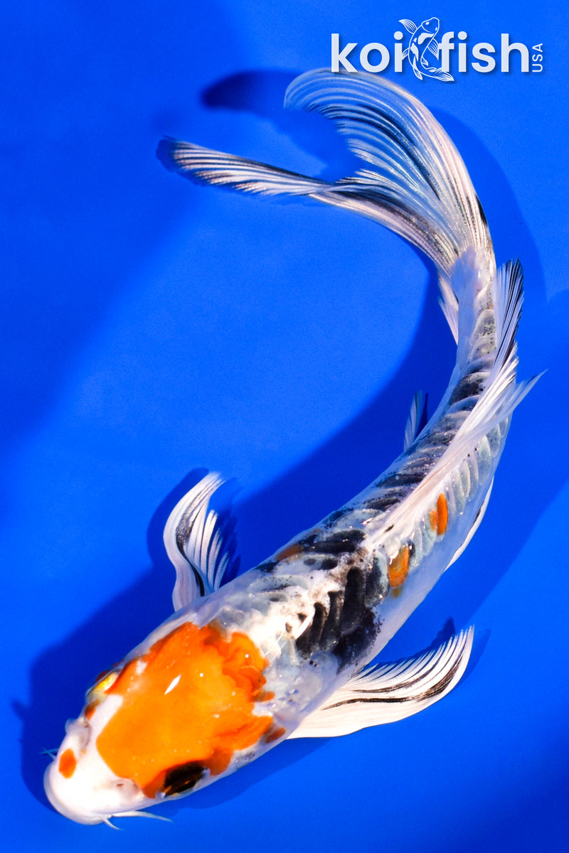 6" ARAGOKE HEISEI NSHIKI BUTTERFLY