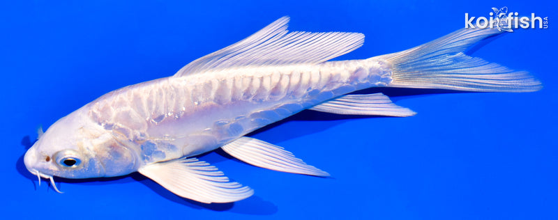 5.5" ARAGOKE PLATINUM OGON BUTTERFLY