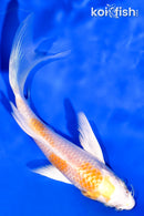 5.25" HARIWAKE BUTTERFLY