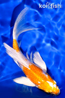 5.5" HARIWAKE BUTTERFLY