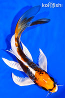 7" BENI GINGA BUTTERFLY