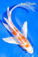 6" HARIWAKE BUTTTERFLY