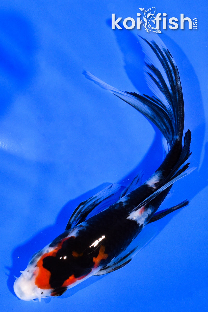 5.25" SANKE BUTTERFLY