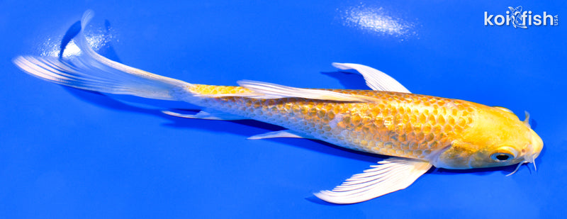 6.25" GINRIN HARIWAKE BUTTERFLY