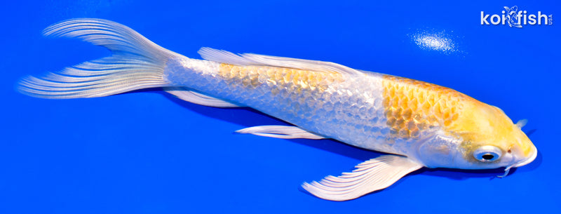 7.25" GINRIN HARIWAKE BUTTERFLY