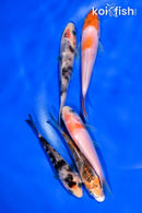 PACK OF (5) 4-4.5" STANDARD KOI