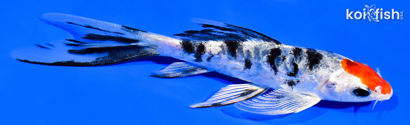 5.5" HEISEI NISHIKI BUTTERFLY